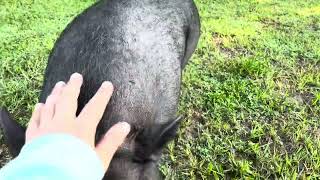 Pot bellied pig missed me while I was on vacation [upl. by Stasny600]