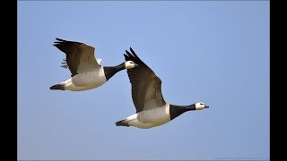 Goose Hunting in Holland 3 [upl. by Mccullough]