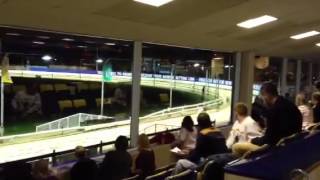 Inside Romford greyhound stadium [upl. by Wulfe]