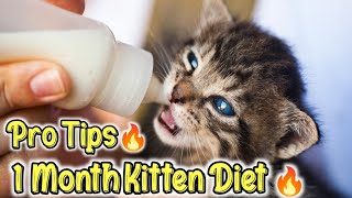 Love Persians Series How to CombBrush your Persians Kitten Featuring Beau [upl. by Allehcram]