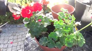 Jak przechowywać pelargonie [upl. by Leboff]