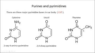 purine and pyrimidine structures in 2 minutes [upl. by Lottie]