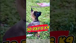 Training a 2monthold Malinois in 30 days❤️dog belgianmalinois dogtraining training doglover [upl. by Nosniv444]