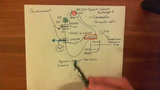 Strokes and Excitotoxicity Part 4 [upl. by Ardnuahs]