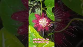 passion flower red plants sale creativeplanting [upl. by Christmann302]