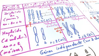 eSVT Les bases de génétique  haploïde diploïde chromosomes gènes [upl. by Issirk735]