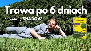 Trawa Barenbrug Shadow po 6 dniach [upl. by Sochor]