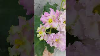 Фиалка ЕКЛинжери flowers цветы [upl. by Nomor]