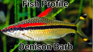 Denison Barb Profile Important Information before you buy these fish Everything you need to know [upl. by Cannice627]