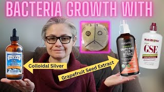 Can Grapefruit Seed Extract and Colloidal Silver Stop Bacteria Growth Tested with Petri Dishes [upl. by Christianna]