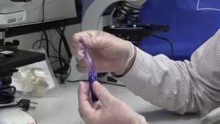 How To Make a Cell Using Dialysis Tubing [upl. by Adnyl]