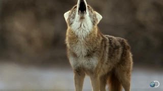 Filming Death Valley Coyotes  North America [upl. by Clements]