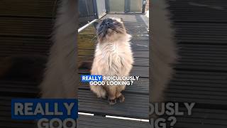 Really ridiculously good lookingcatmemesfunnycats catloverragdolls catvideos fluffycats [upl. by Gustav]