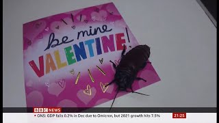 Name cockroaches after your ex for Valentines Day UK  BBC News  11th February 2022 [upl. by Neleh65]