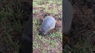 Armadillo Foraging for Food [upl. by Emmerich]