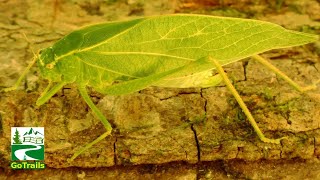 Katydid walking  grooming  Leaf Insect  Microcentrum retinerve [upl. by Ainavi]