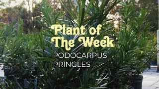 Podocarpus Pringles Perfect Dwarf Evergreen for Jacksonville Gardens [upl. by Gnahc]