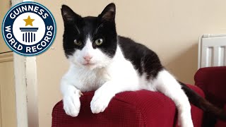 Loudest Purring Cat  Guinness World Records [upl. by Arata359]