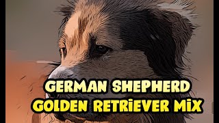 German Shepherd Golden Retriever Mix [upl. by Cotter]