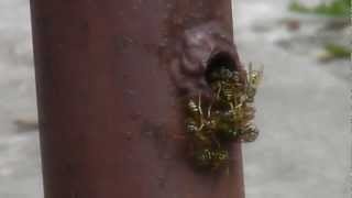 How To Safely Remove a Wasp Nest  INSTANT DEATH [upl. by Peppard]