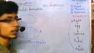 Developmental biology part 6 modularity in insects arthropod modularity [upl. by Sunshine]