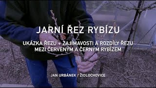 Jarní řez rybízu – ukázka řezu a zajímavosti [upl. by Roderick]