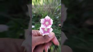 🤯 அழகிய ஊசிப்பாலை⁉️ Rosy milkweed vine flower  abithaakk herbal flowers shortsfeed shorts [upl. by Milone819]