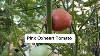 Pink Oxheart Tomato Review [upl. by Bigler825]