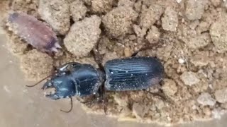 Woodlouse vs Scarites [upl. by Aicre]