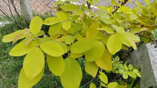 Golden Legium Plant  Yellow Karada  kaha karada Tree  Golden Horse Bush Dendrolobium umbellatum [upl. by Daph604]