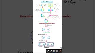 Gene cloning  Biotechnology class 12 [upl. by Clari]