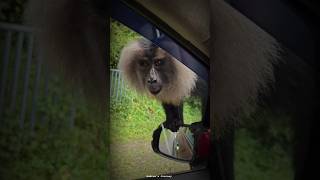 Lion  Tailed Macaque  சிங்க வால் குரங்கு palakad kerala [upl. by Bethesda]