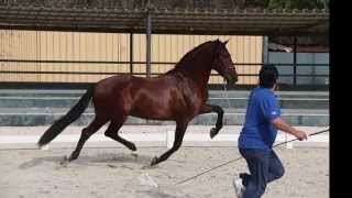 Yeguada de Trujillo SICAB 2014 [upl. by Tnerb947]