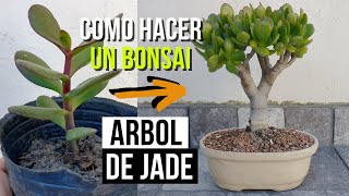 Cómo hacer un bonsai de árbol jade  Crassula ovata [upl. by Arinaid455]