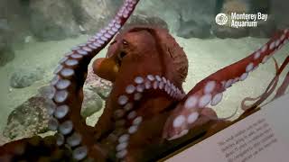 A Few Minutes With a Giant Pacific Octopus at the Monterey Bay Aquarium 🐙♥️ [upl. by Audi]