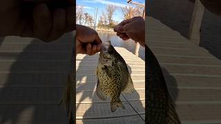 Docks vertical jigging for crappie fish [upl. by Emmit]