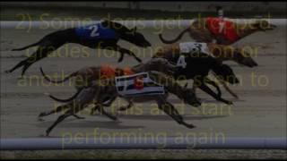 A Guide To Greyhound Racing Part 2 Down The Dogs [upl. by Rednael402]