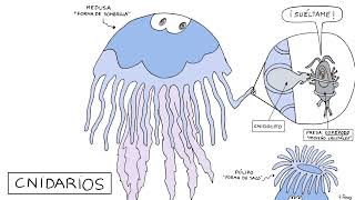 ANIMALES INVERTEBRADOS PORÍFEROS CNIDARIOS EQUINODERMOS GUSANOS MOLUSCOS Y ARTRÓPODOS 1ºESO [upl. by Emmy]