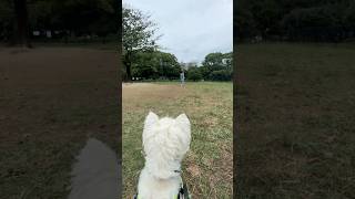 Training for Westie Dash race at Westie Party Tokyo next month 💪💨race training dogtraining [upl. by Joellyn]