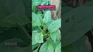 బచ్చలి కూర ఉపోయోగాలు  Uses of Basale leaf  Malabar Spinach vegetables spinach tips [upl. by Ahsenod]