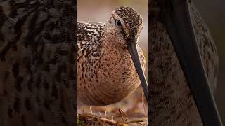 Longbilled Dowitcher forage very close canonr3 canonrf canoncamera birdphotography [upl. by Nole]