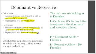 Unit 8  Genetics  3  Dominant and Recessive Alleles [upl. by Anikal]