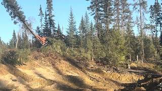 Tigercat 870c with gnroy 5600 head Northern Ontario logging [upl. by Auhsohey623]