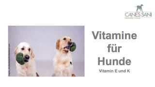 Vitamine für Hunde  Wichtig wenn Ihr Hund zB Cortison oder Barbiturate gegen Epilepsie erhält [upl. by Anegal]