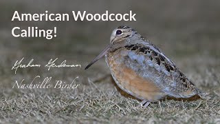 American Woodcock Calling [upl. by Nitram]