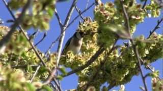 CHARDONNERET ElégantGrainesCarduelis carduelis  BRUITX [upl. by Neelram]