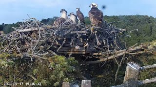 Poole Harbour Osprey Nest Site 2 [upl. by Humble331]