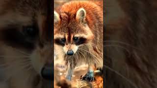 Racoon Procyonidae [upl. by Dyanne]