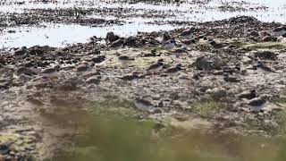 Grand gravelot  Common ringed plover [upl. by Polik]