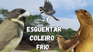 Esquentar coleiro frio Com Fêmea de Coleiro Chamando e Piando Muito Esquente seu Coleiro Frio [upl. by Snahc]